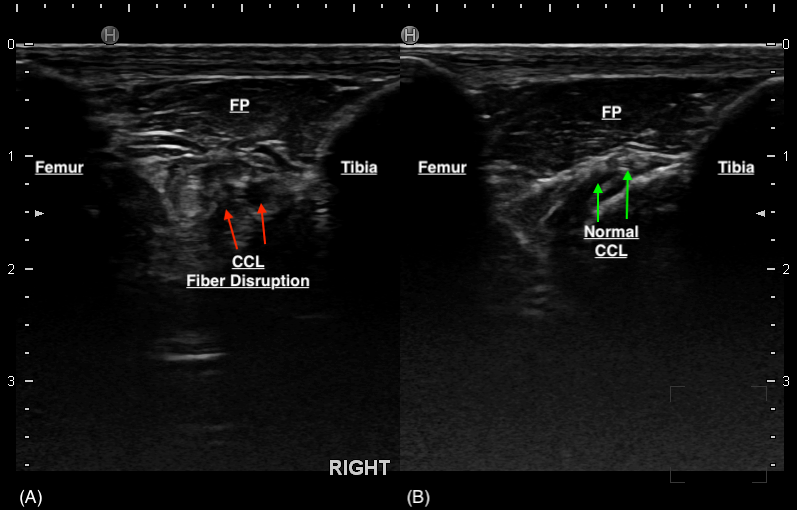 Figure 3. (A) CCL deficient stifle. The red arrows represent the regions of disruption to the CCL fibres. There is displacement of the patellar fat pad (FP). (B) Normal stifle. The green arrows point to an intact CCL.