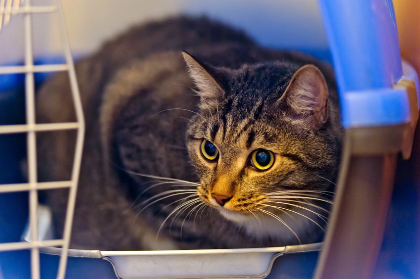 Cats that get stressed when visiting the veterinary ...