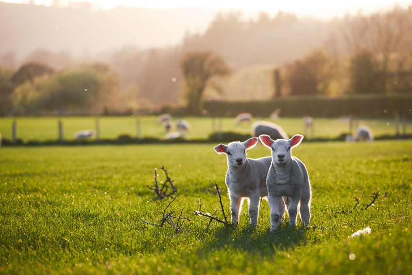 Welsh lambs, sunshine, in the Brecon Beacons National Park