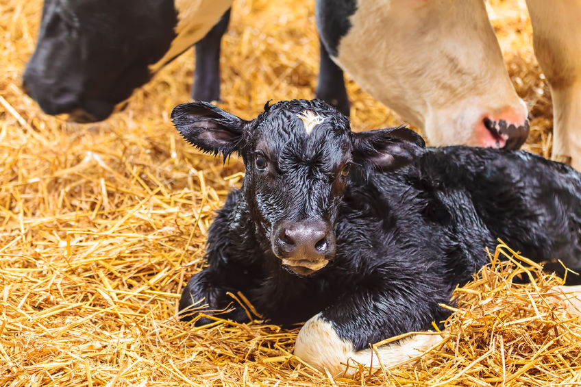 Newborn Dutch black with white calf on hay in a farmhouse
