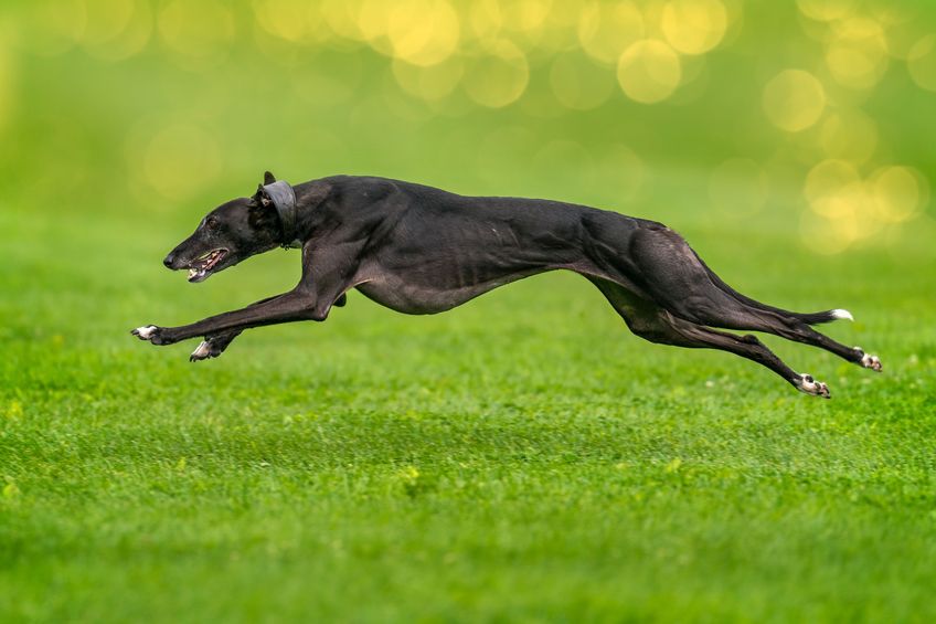 A greyhound completely lifted off the ground during the race