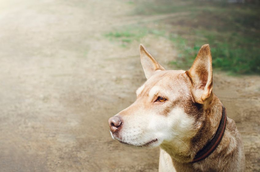 Sad beige dog-mongrel on a leash . Close-up, selective focus