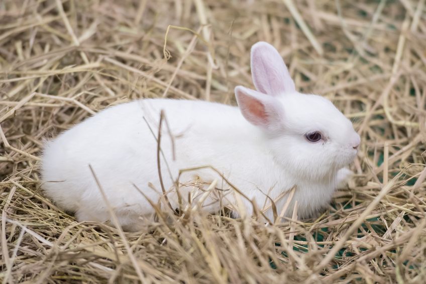 White rabbit in hay