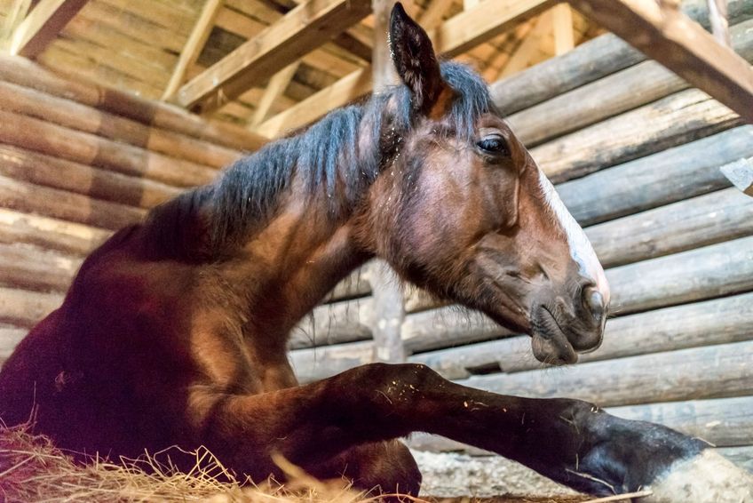 Laying in a wooden stable horse