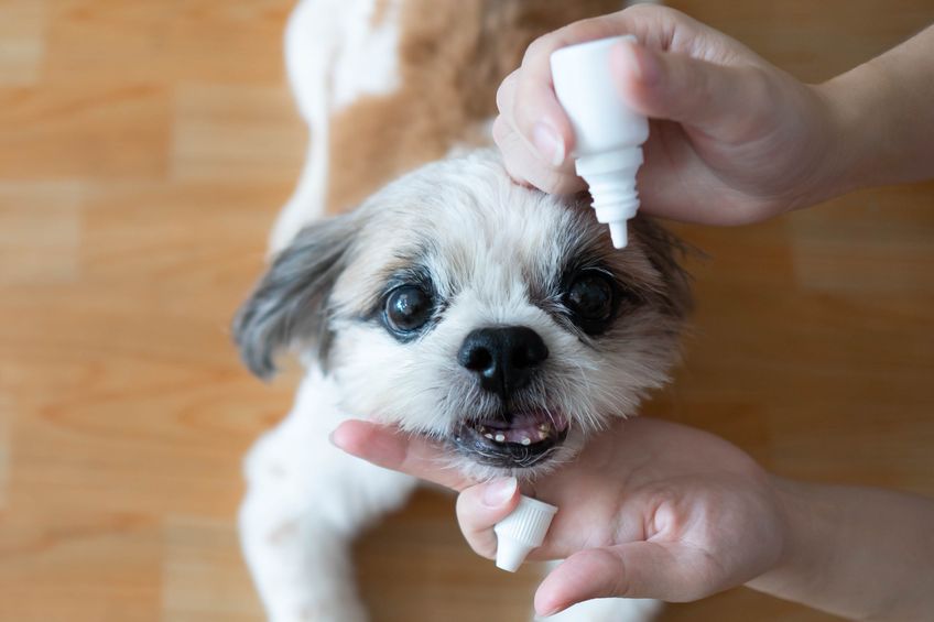 Image for In dogs with uncomplicated corneal ulcers, do antibacterial eye drops reduce the risk of infection?