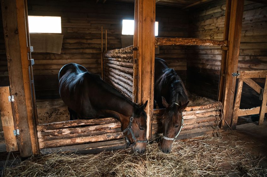In a wooden stable, horses pull their heads towards fresh hay lying on the floor