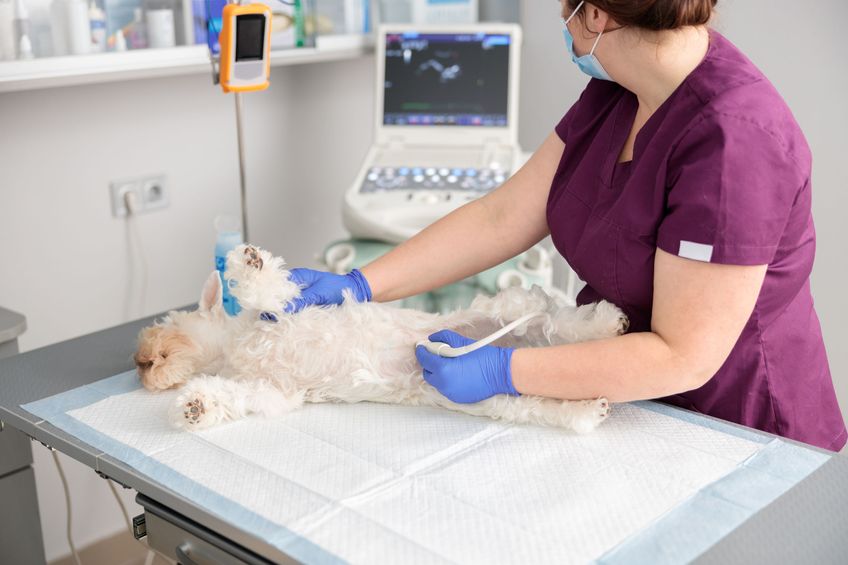 Confident doctor is doing ultrasound of the abdominal cavity of a dog in modern veterinary clinic