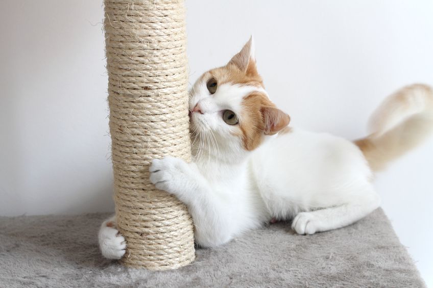 Red and white cat and scratching post
