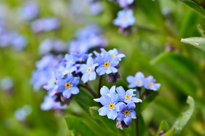 Bright bunches of blue flowers young forget-me