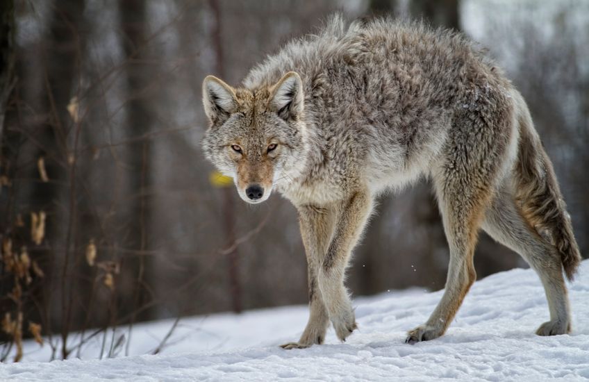 coyote, Omega Park, Montebello, Qc, Canada