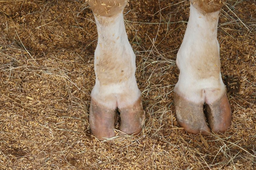 Image for The effectiveness of oxytetracycline in the treatment of calves with contracted flexor tendons