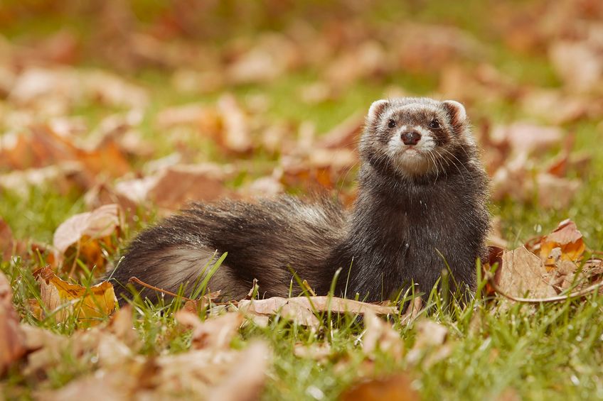 Dark fur ferret relexing in autumn leaves in park