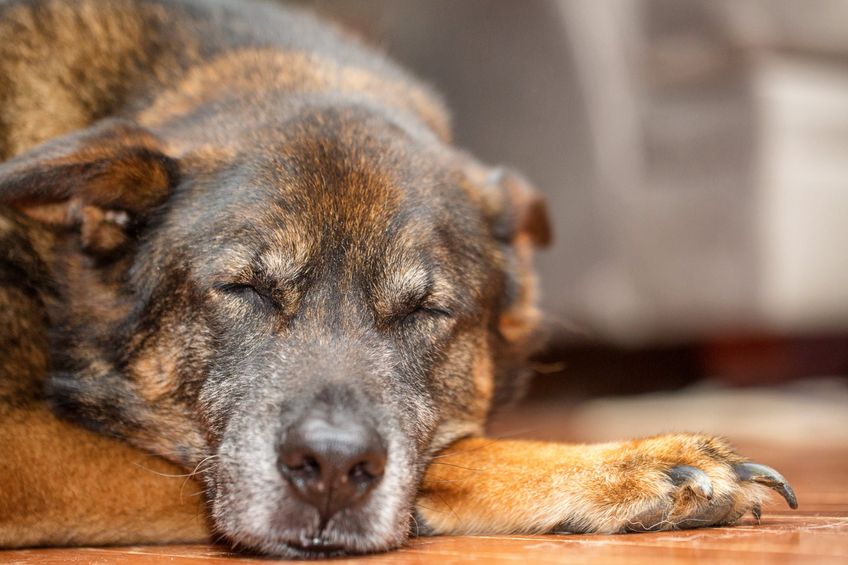 Closeup of large mixed shepherd breed old senior dog lying down in a home sleeping