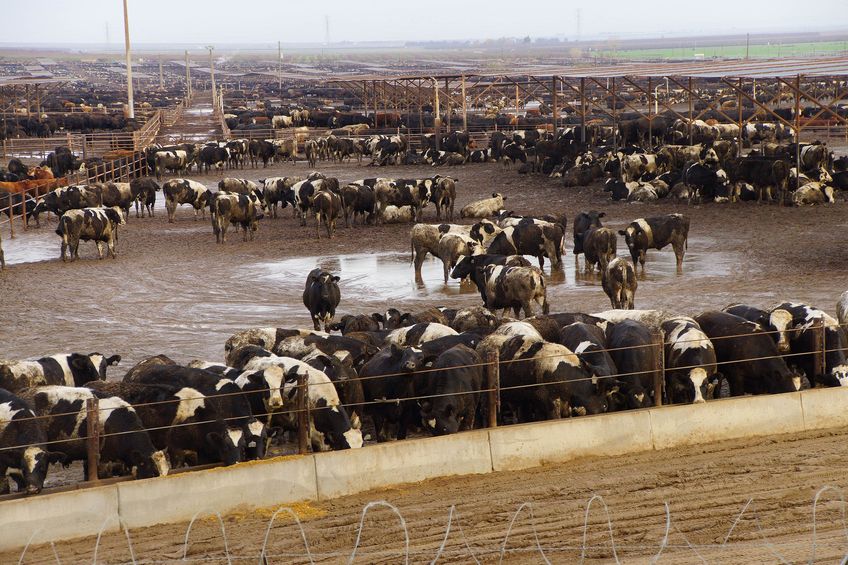 Black and white cows crowded in a muddy feedlot,Central valley, California