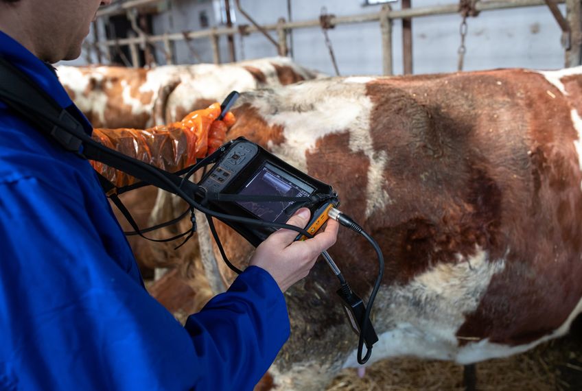 Rear view of farmer checking cows in dairy farm. Veterinarian using ultrasound device to check pregnant female cow.