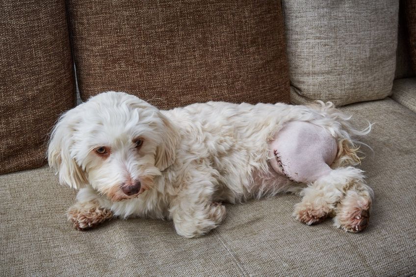 Havanese dog with a scar of a patellaluxation operation on the left knee