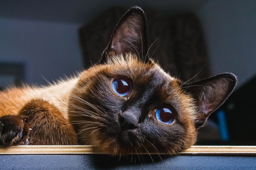 Siamese Thai cat lies and looks into the camera, in the frame, in the soul. Sadness, melancholy, loneliness