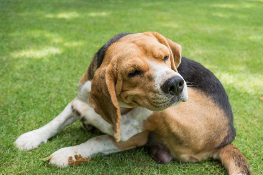 Beagle dog scratching on grass