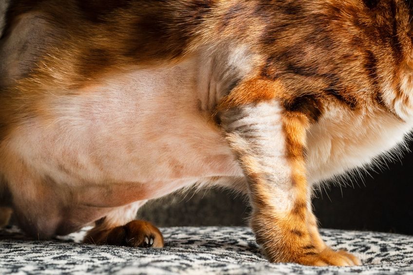 Cat's body with slicked spots of receding hairline on the coat. concept of infecting the skin of a pet. alopecia and neurodermatitis on the animal's skin.