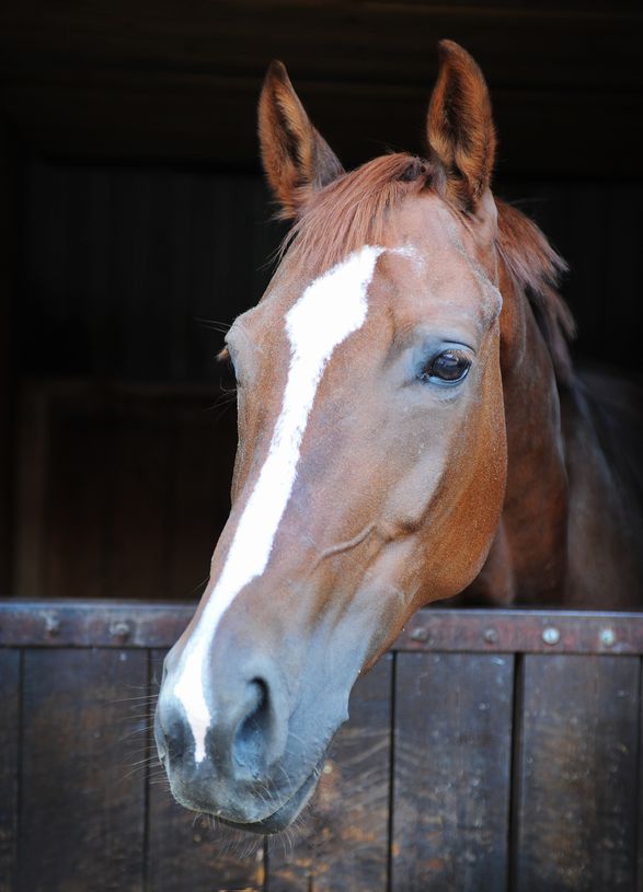 Image for Use of a Reverse Thermodynamic Gel to Manage Chronic Shedding in Equine Strangles