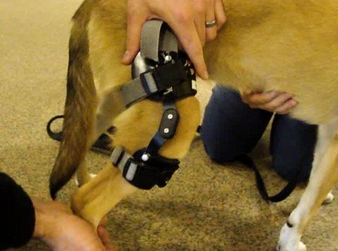 Image for The Use of Canine Stifle Orthotics for Cranial Cruciate Ligament Insufficiency