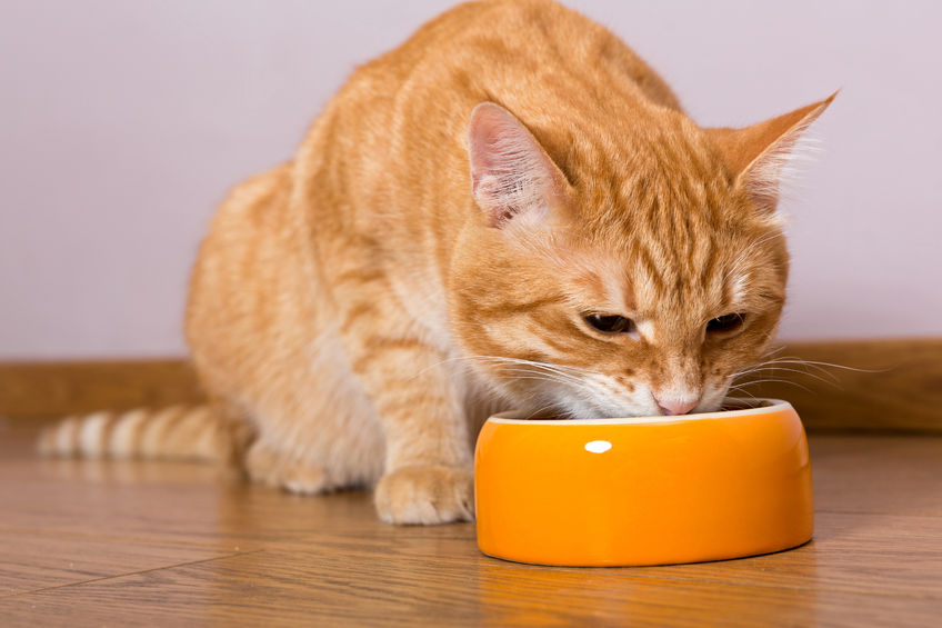 Image for Are Adult Cats Fed on Wet Maintenance Diets Less at Risk of Developing Chronic Kidney Disease Compared to Adult Cats Fed on Dry Maintenance Diets?