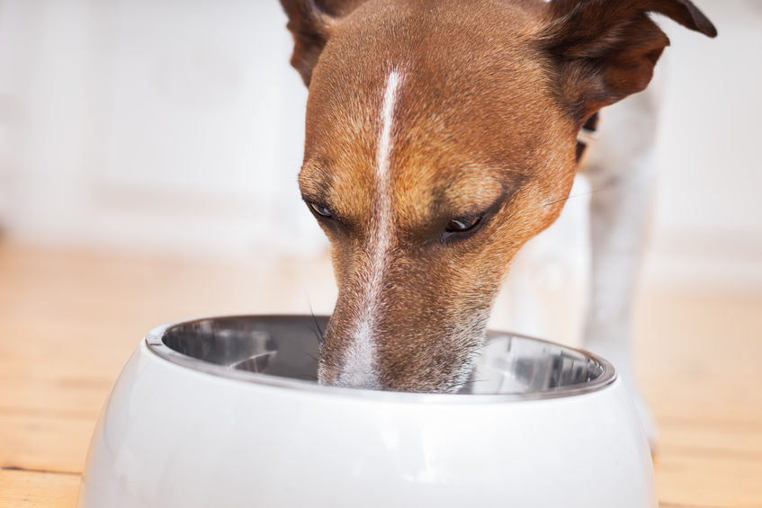 Image for In Adult Dogs, Does Feeding a Raw Food Diet Increase the Risk of Urinary Calculi Formation Compared to Feeding a Complete Dry Kibble Diet?