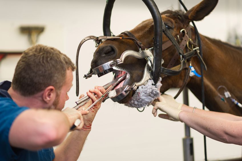 horse tooth extraction