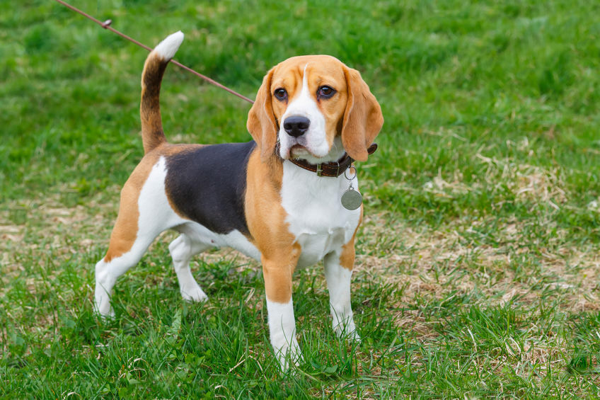 beagle, cherry eye