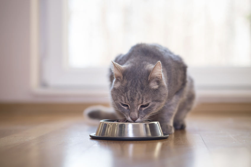 Image for Does Grain Actually Predispose Our Cats to Gain Weight?