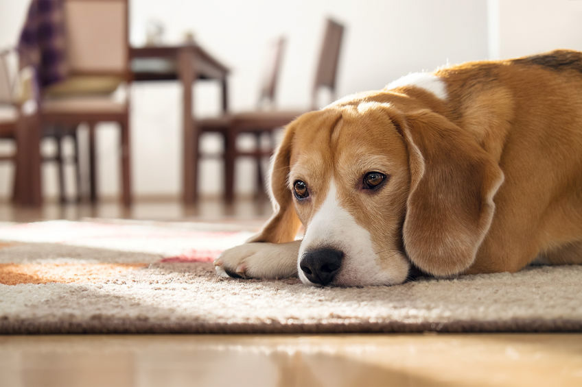 Image of a Beagle