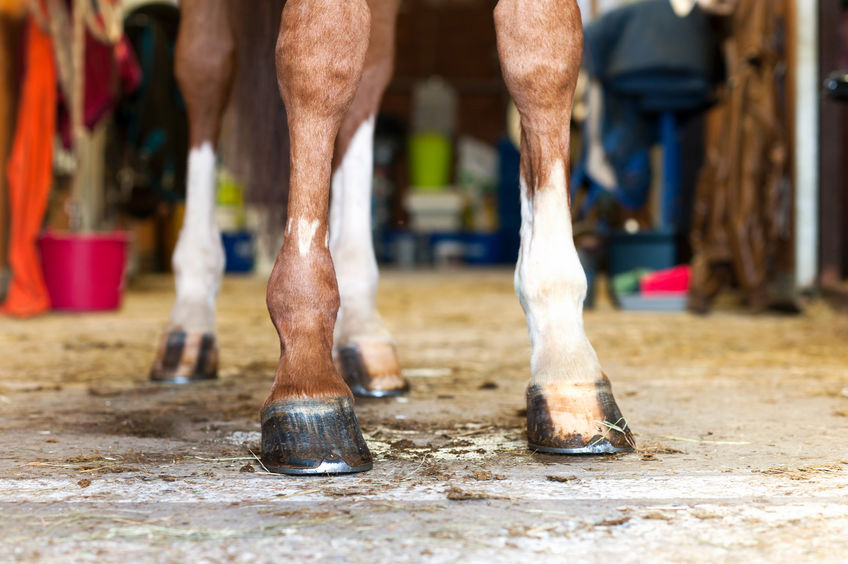 Image for Comparing Rest Alone to Bandaging and Rest in Horses With Superficial Digital Flexor Tendinopathy