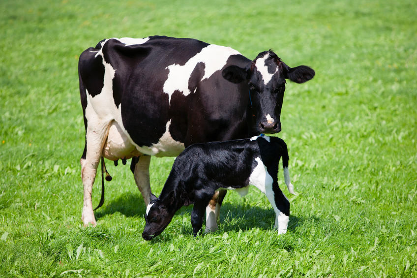 dairy cow with calf in field