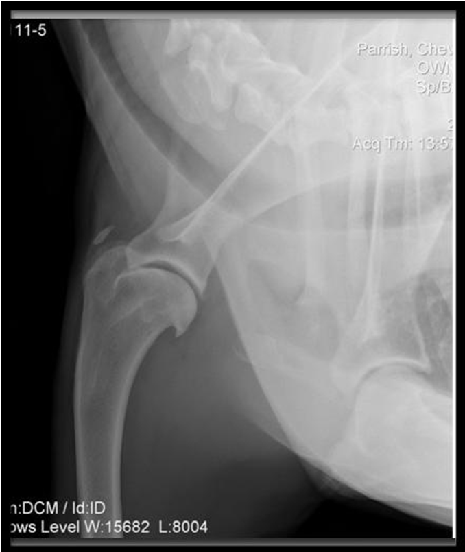 Image for Supraspinatus Tendinopathy in 327 Dogs: A Retrospective Study