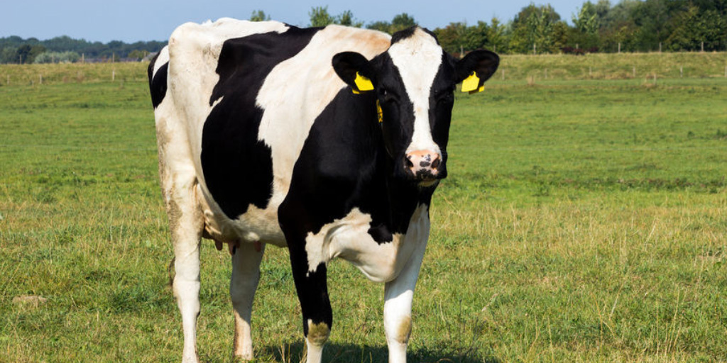 Image for Does Heat Stress Affect Immune Function in Dairy Cows?