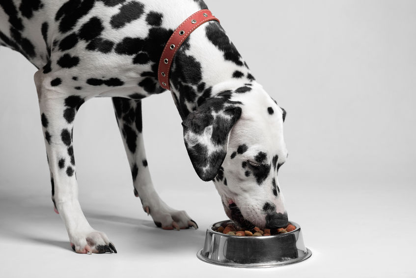 Dalmatian eating from a bowl