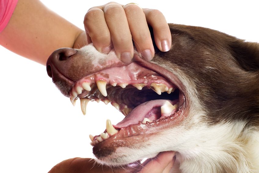 Image for In Dogs with Periodontal Disease Is Feeding a Complete Raw Meat Diet More Effective Than a Complete Kibble 'Dental' Diet at Reducing Periodontal Disease?