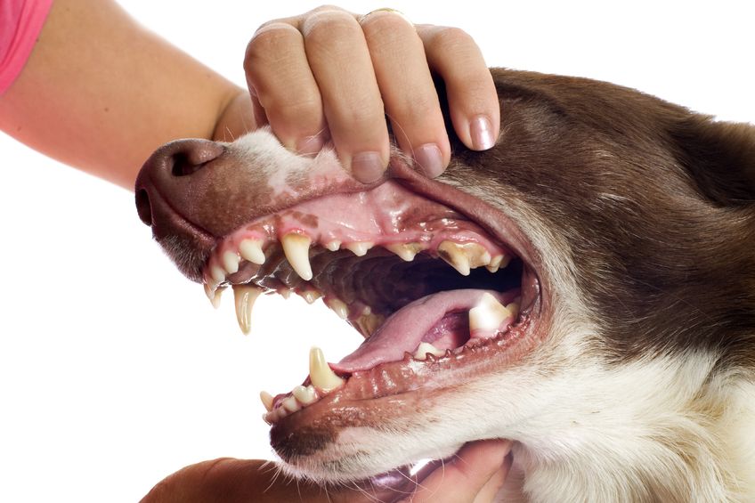 gum disease in dogs treatment