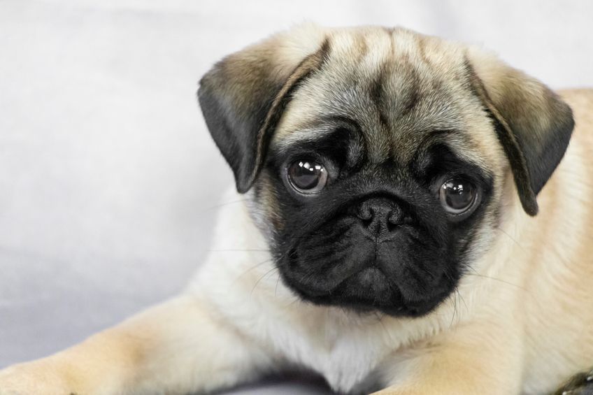 cute pug puppy on a light background close up