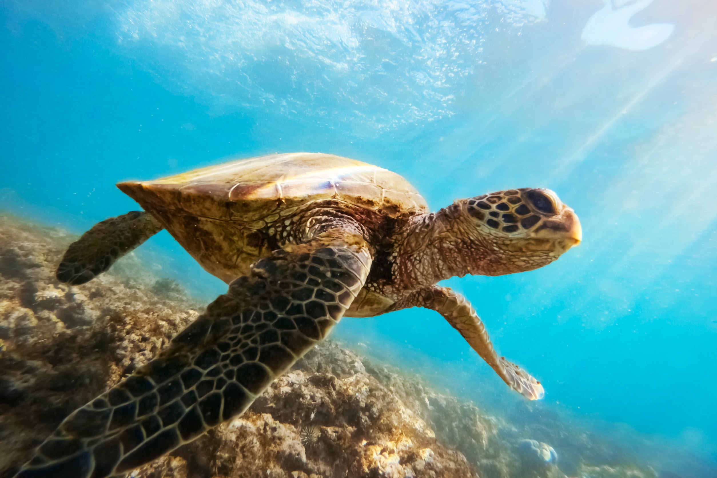 Green sea turtle above coral reef underwater, blue ocean in sunny tropical day