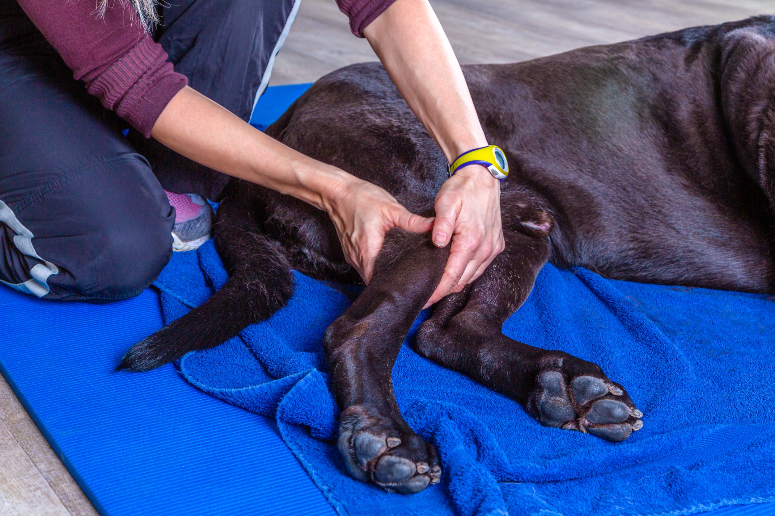 Therapy of a rear leg of a dog at the doctor's office