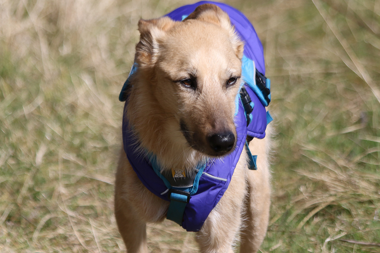 Baloo,  a 12-year-old tripod rescue dog from Bulgaria, in a blue harness/jacket
