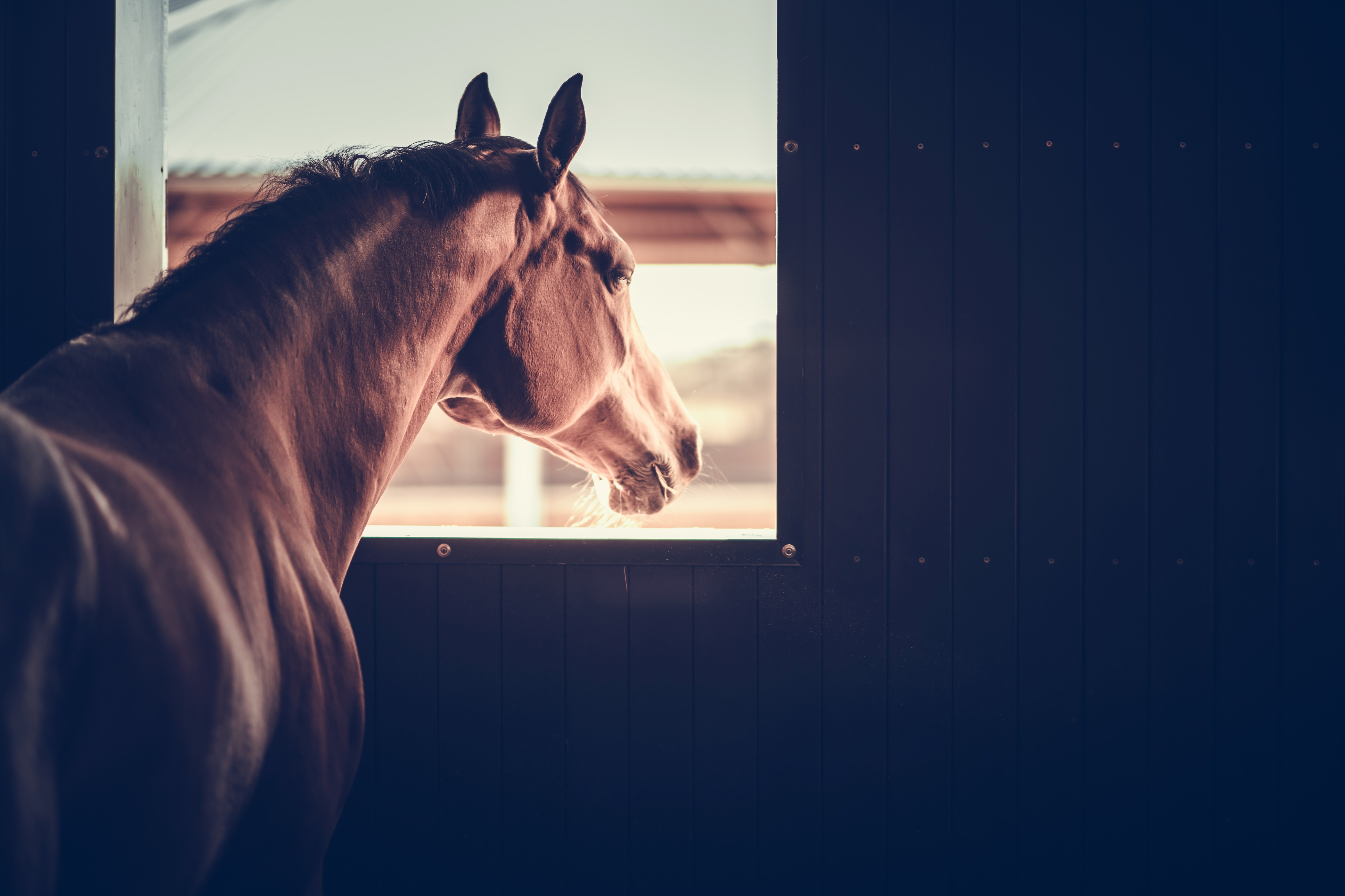 Mature Horse in a Stable Box Looking Outside of His Box Window. Equestrian Facility Theme.