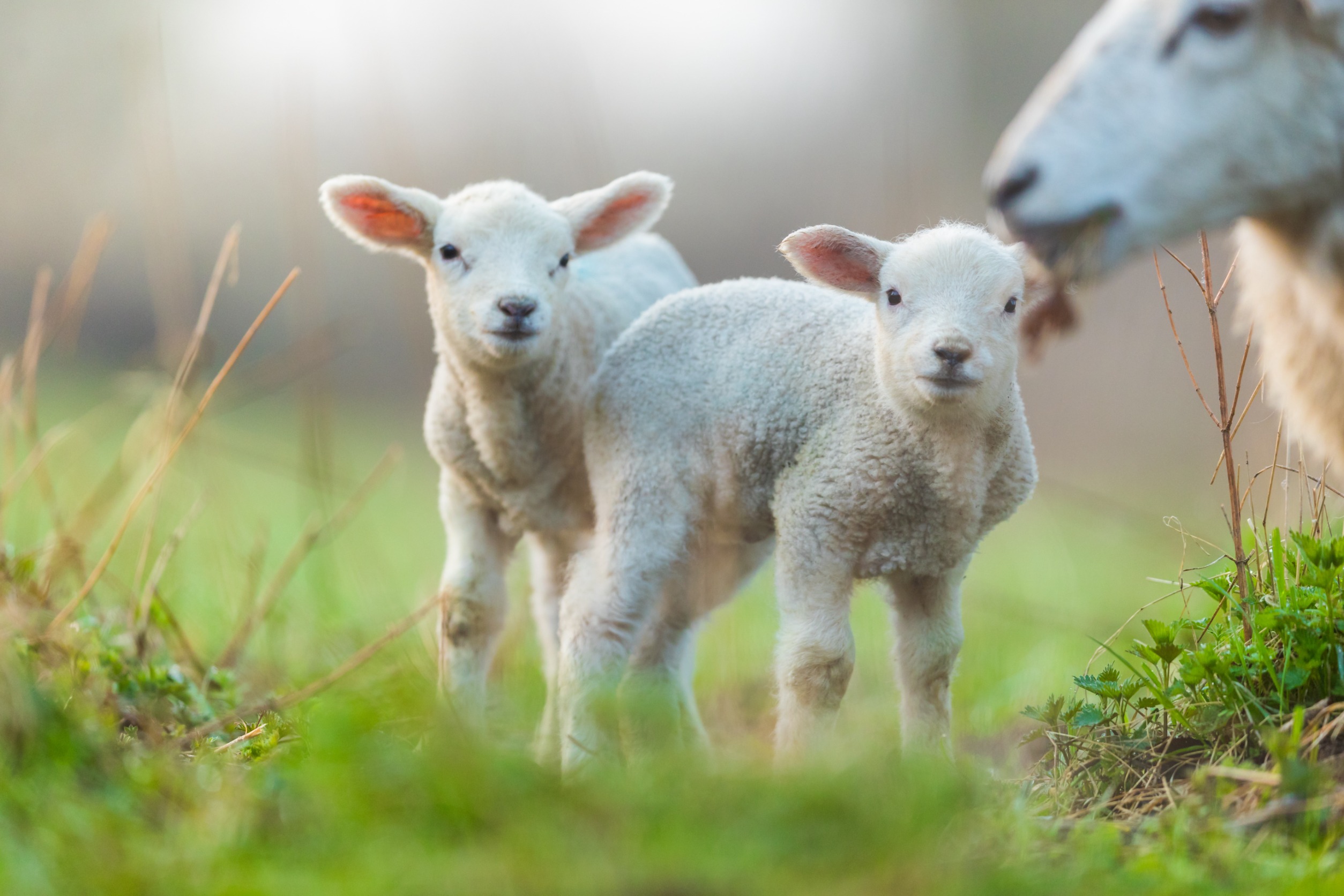 Cute young lambs with their mother on pasture, early morning in spring. Symbol of spring and newborn life.