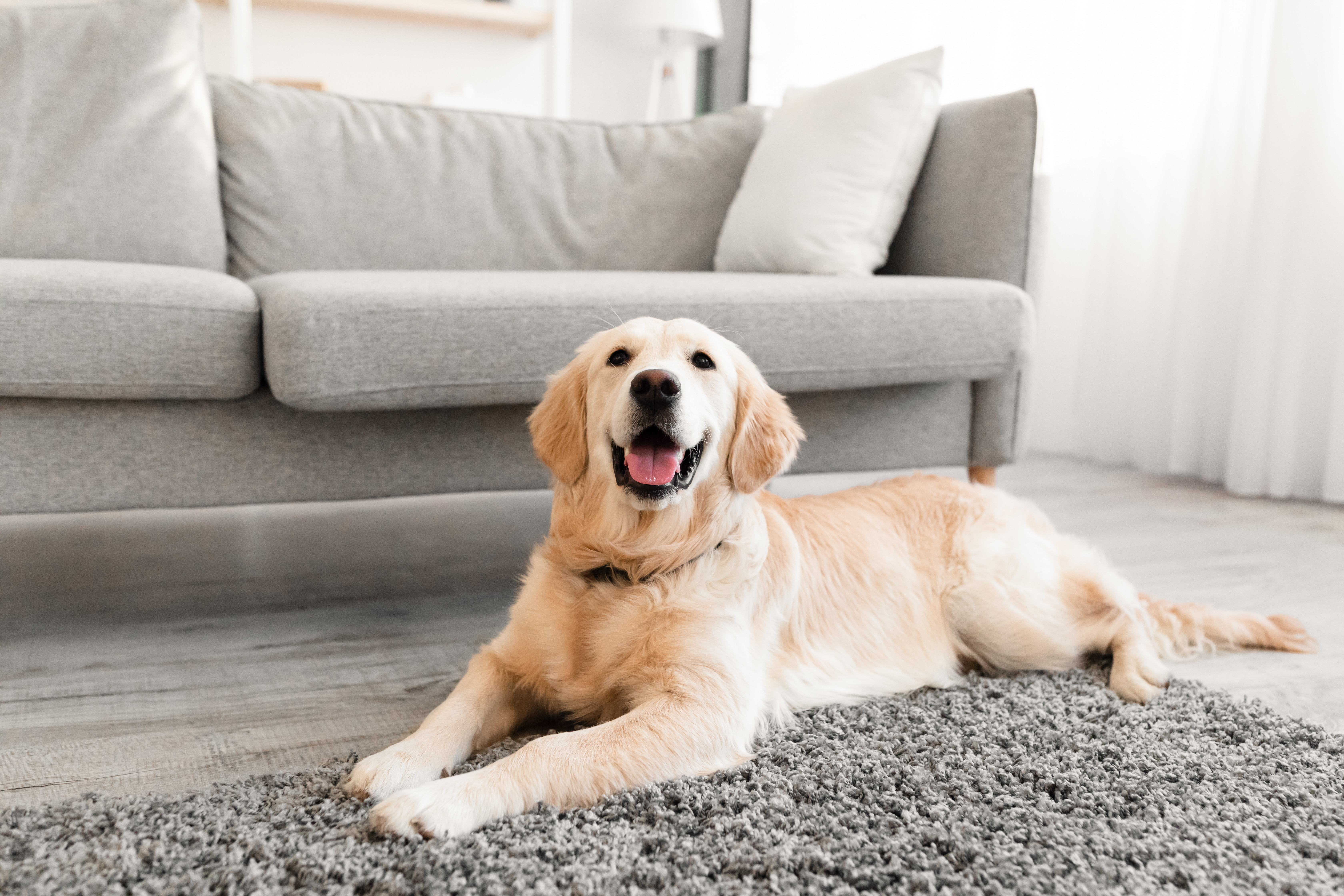Cute Golden Retriever dog lying on carpet at home