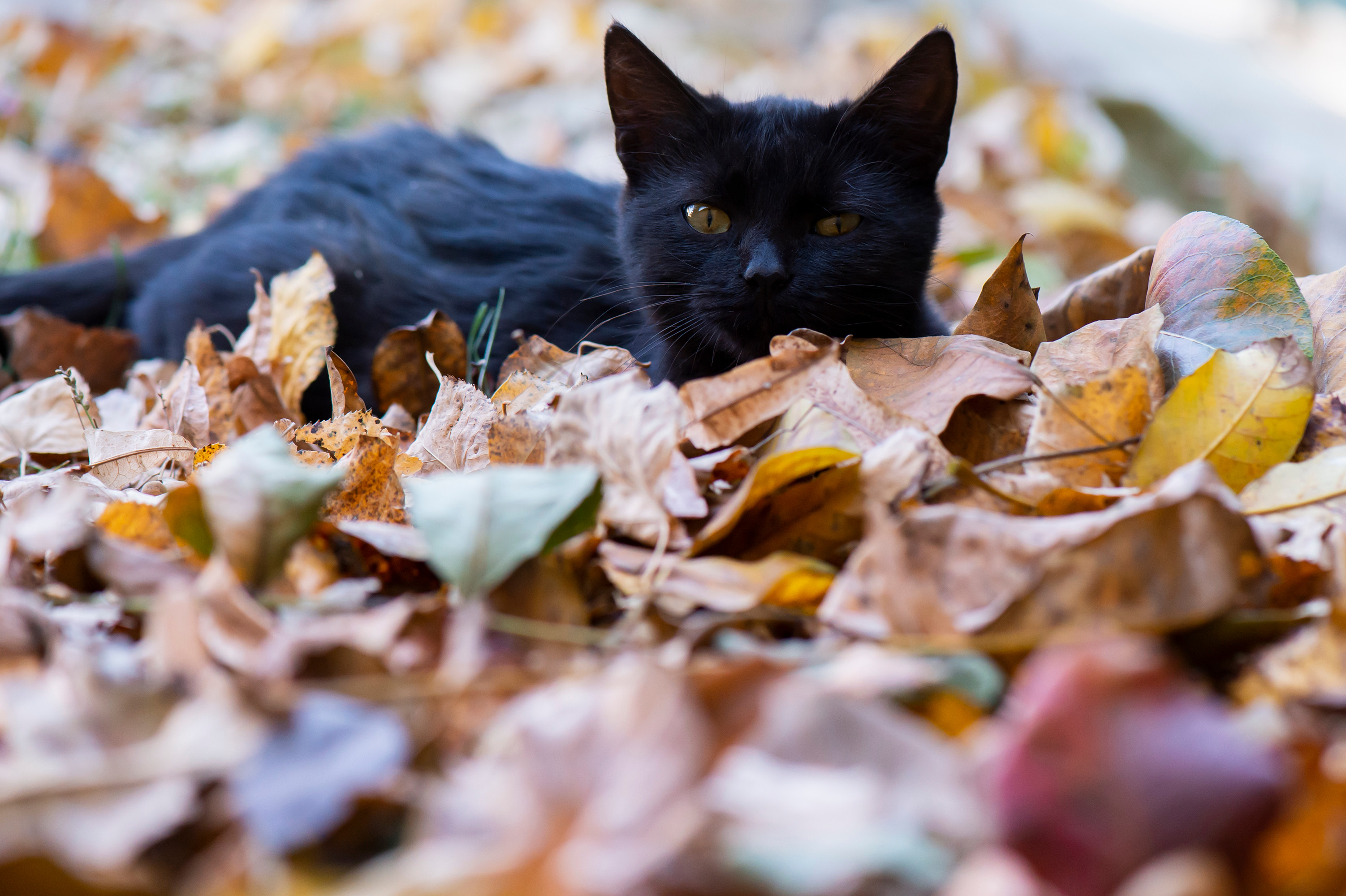 A black cat with yellow eyes in the leaves in the yard. Autumn has arrived.