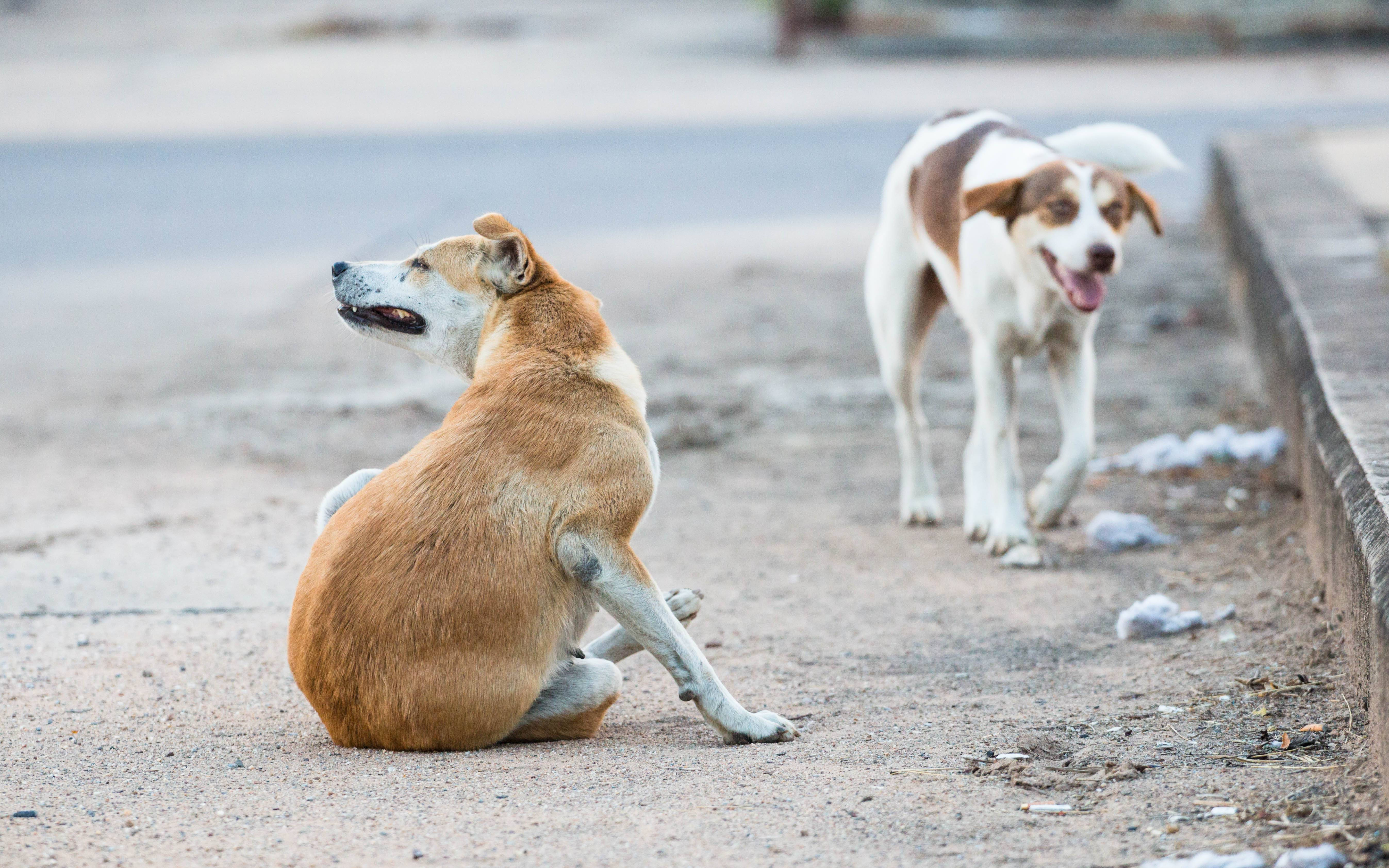 Image for In free-roaming dog populations, does egg-based oral rabies vaccination programmes result in improved bait efficacy?
