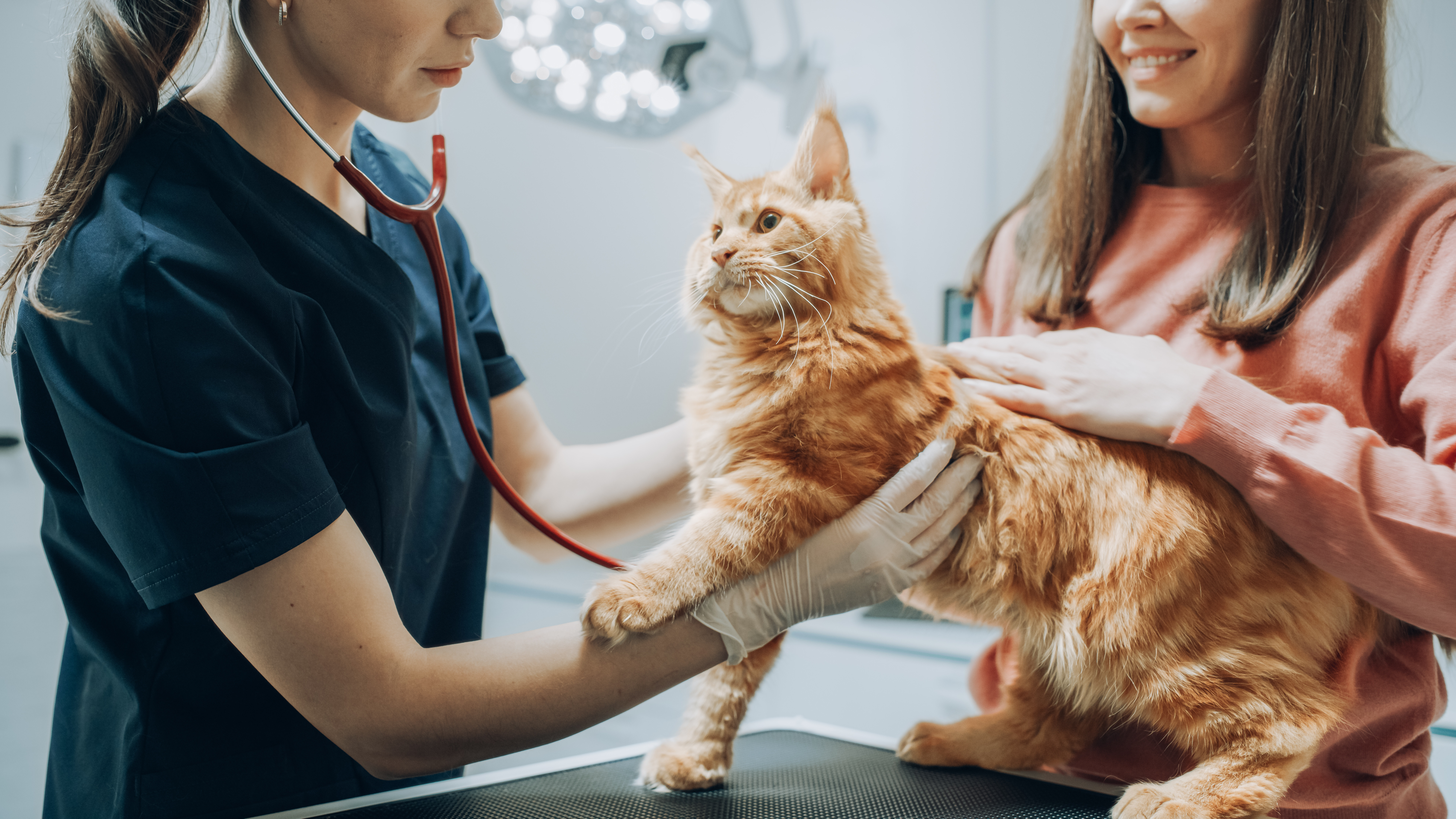 Veterinarian Using Stethoscope to Examine Breathing of a Pet Maine Coon Lying on a Check Up Table. Young Beautiful Cat Mom Holding and Petting the Kitten