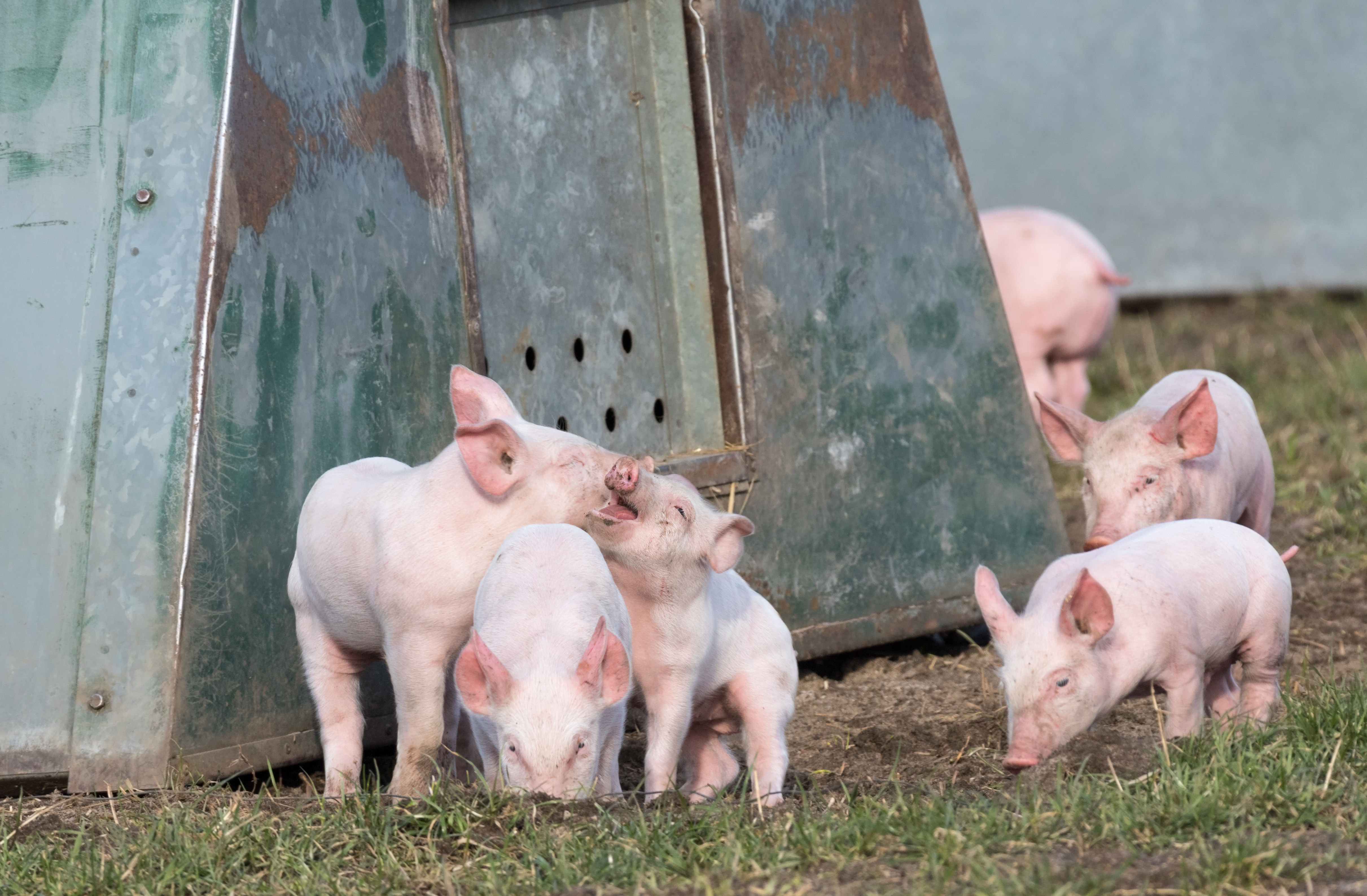 Playful and exuberant outdoor piglets in front of a sheet metal hut