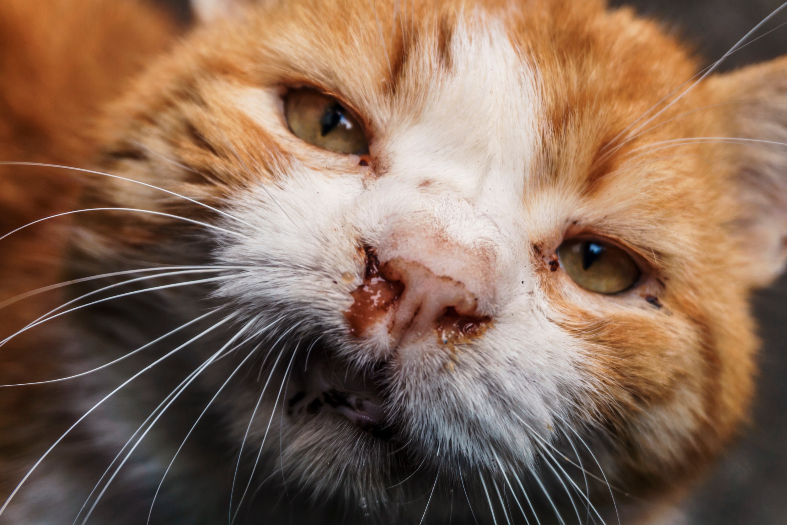 Homeless beautiful red cat with white stripes on the streets of the city wounded after a fight